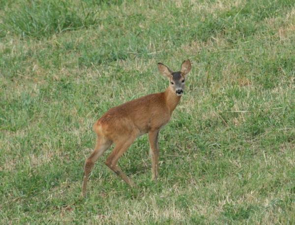 Il Capriolo